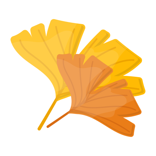Ginkgo / 银杏
