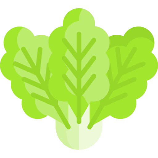 Lettuce / 生菜