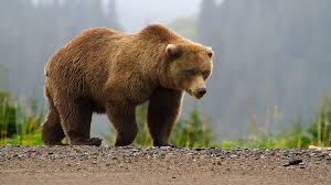 Bear / 熊