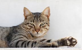 Cat / 猫