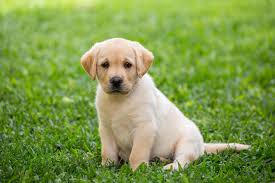 Dog / 狗