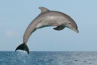 Dolphin / 海豚