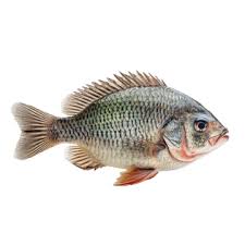 Fish / 鱼