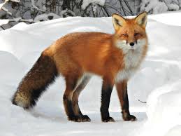 Fox / 狐狸