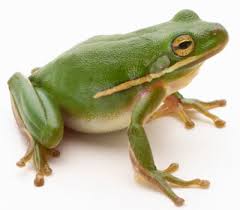 Frog / 青蛙