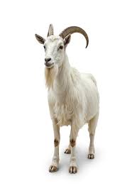 Goat / 山羊