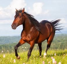 Horse / 马