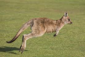 Kangaroo / 袋鼠