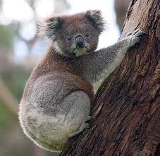 Koala / 考拉