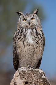 Owl / 猫头鹰