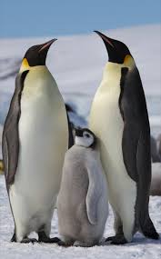 Penguin / 企鹅