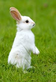 Rabbit / 兔子