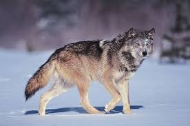 Wolf / 狼
