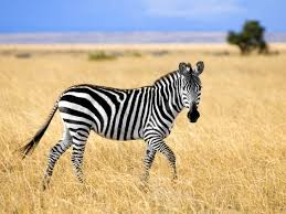 Zebra / 斑马