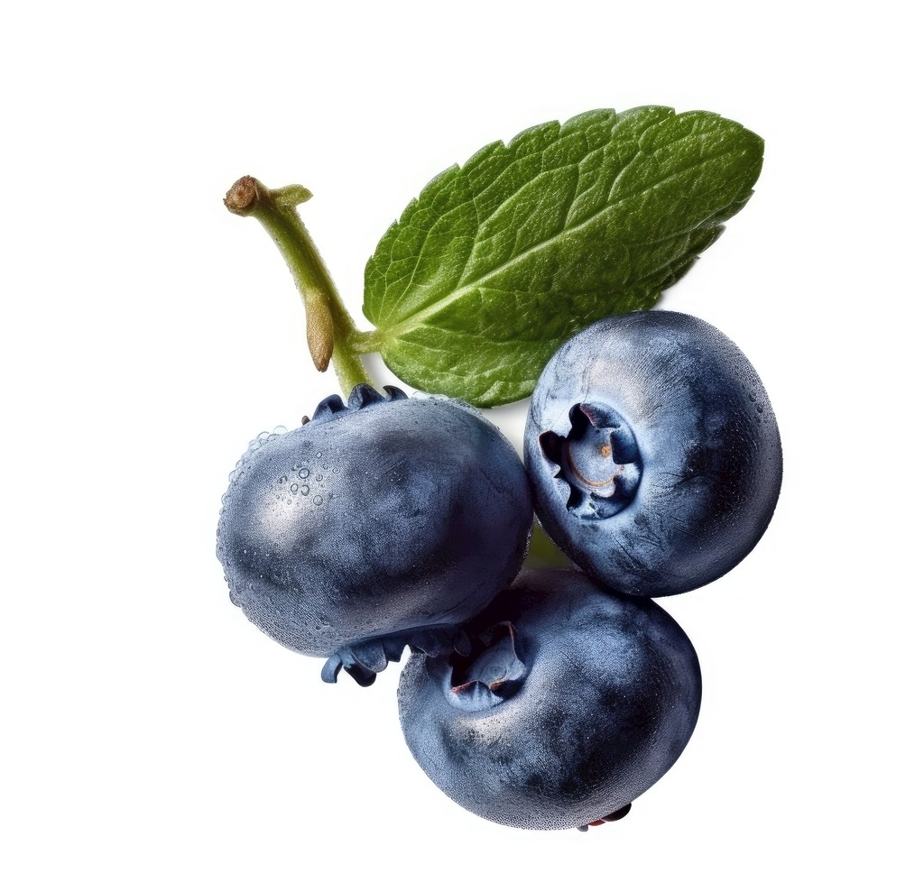 Blueberry / 蓝莓